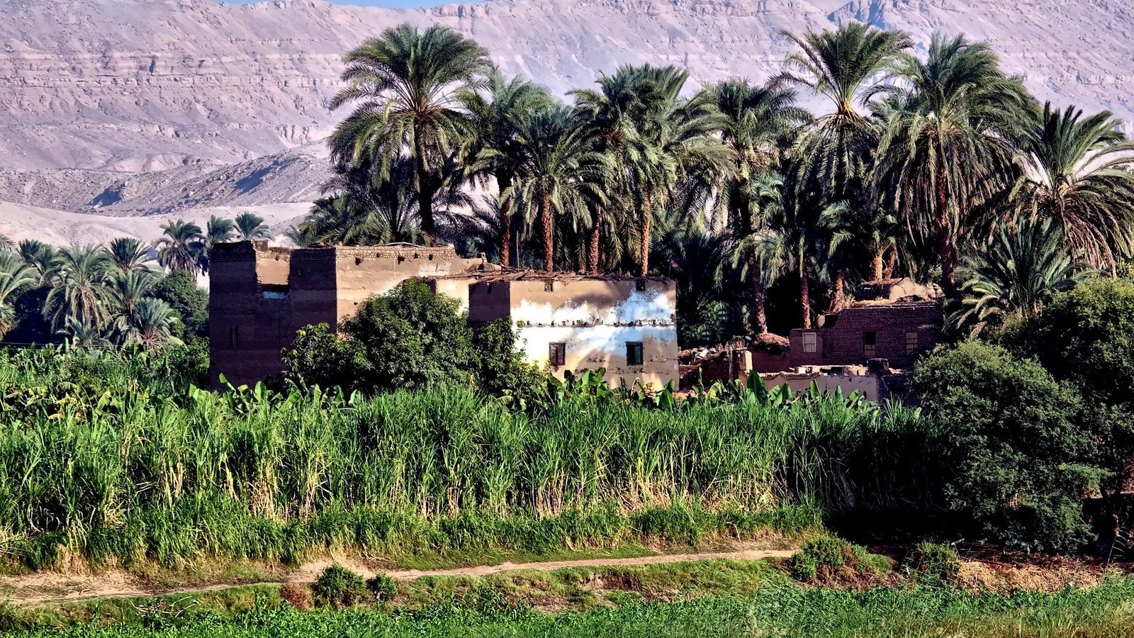 A Nile-side village surrounded by palms and farmland